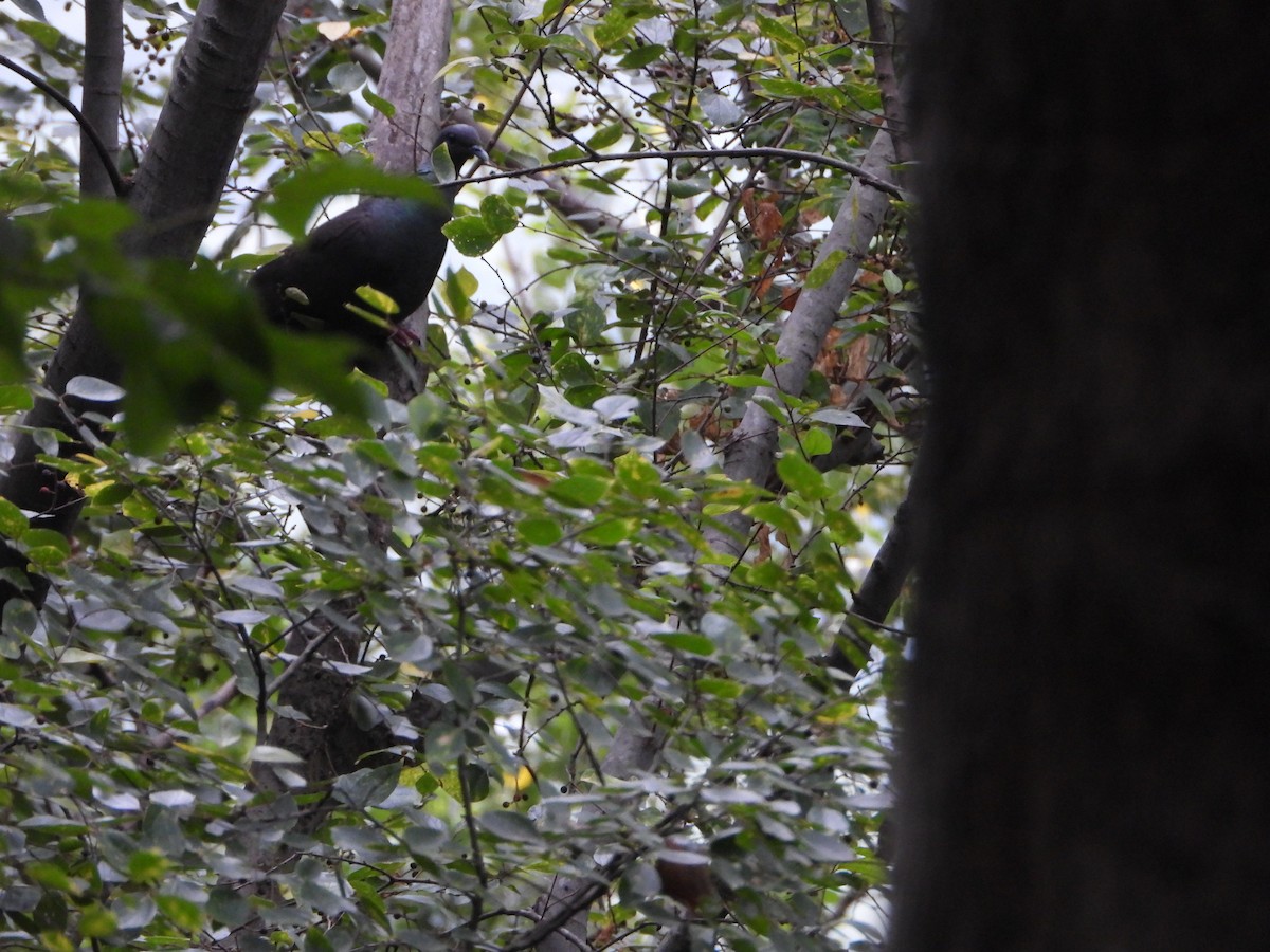 Black Wood-Pigeon - ML643762737