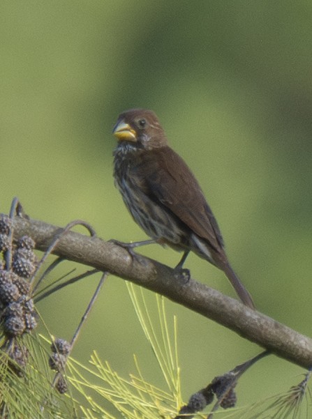 Grosbeak Weaver - ML643762740