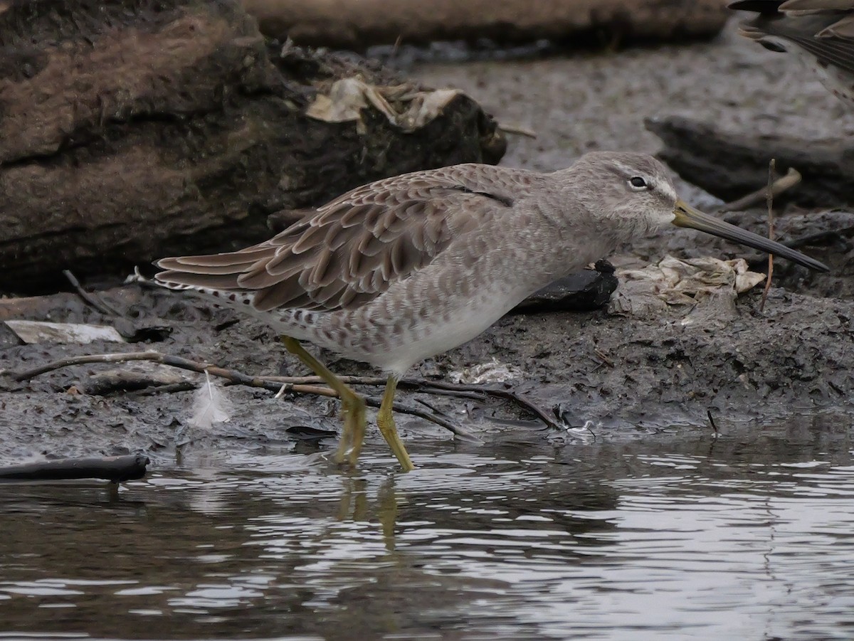 Long-billed Dowitcher - ML643762747