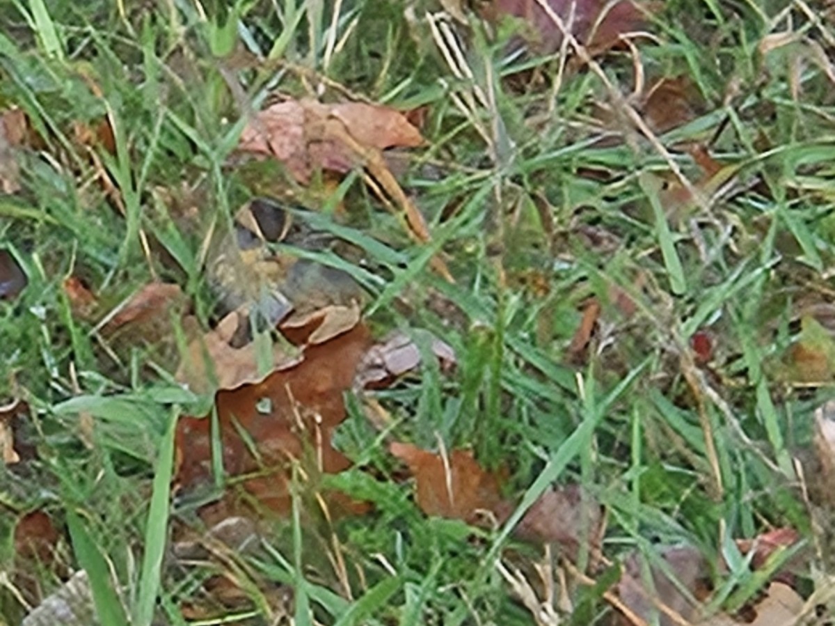 Nelson's Sparrow - ML643762749