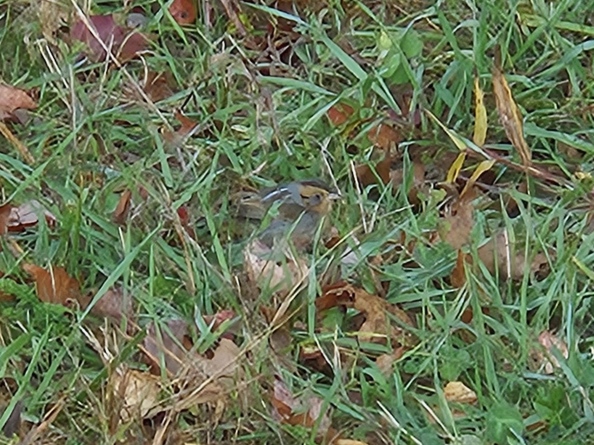 Nelson's Sparrow - ML643762750