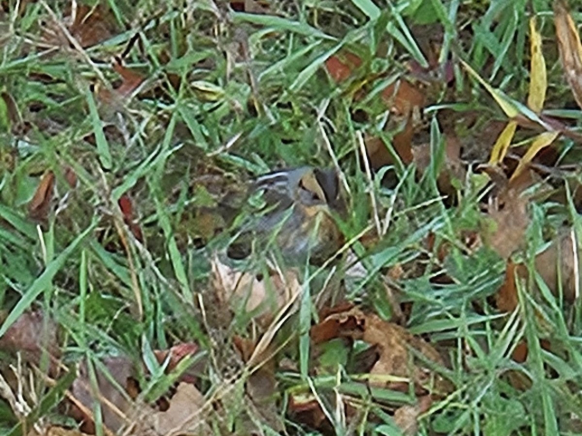 Nelson's Sparrow - ML643762751