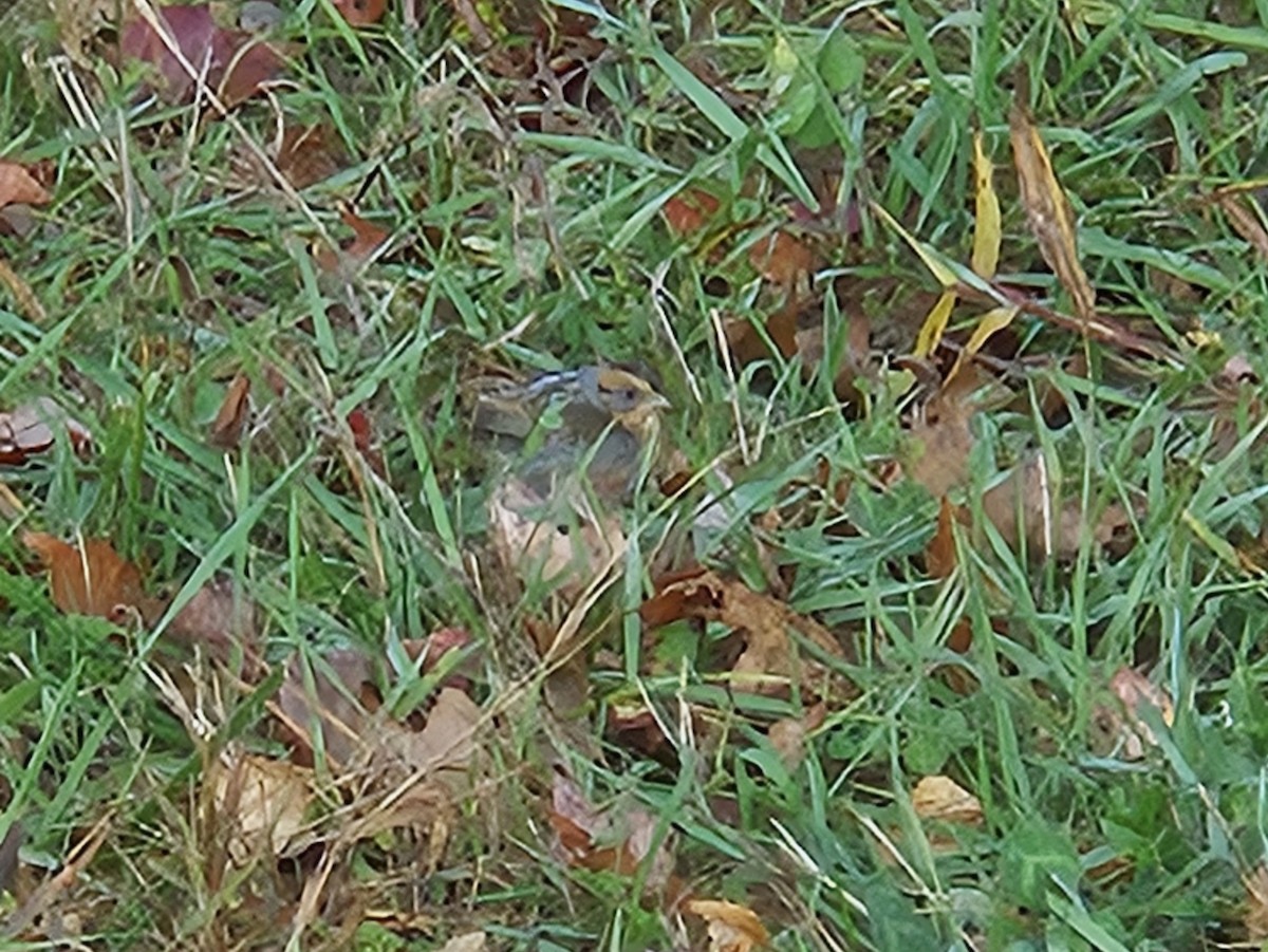 Nelson's Sparrow - ML643762752