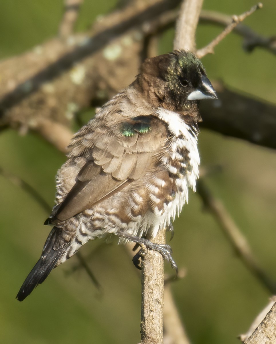 Bronze Mannikin - ML643762753