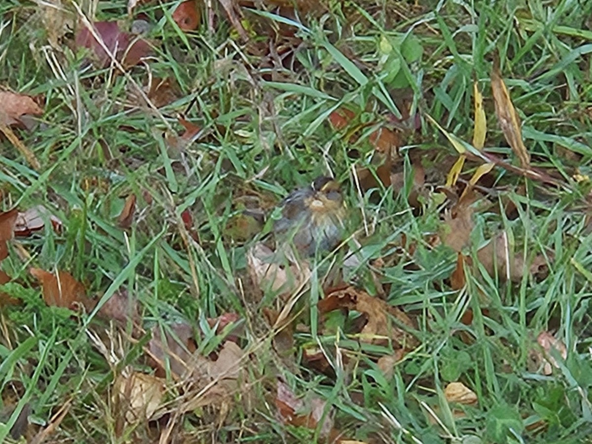 Nelson's Sparrow - ML643762754