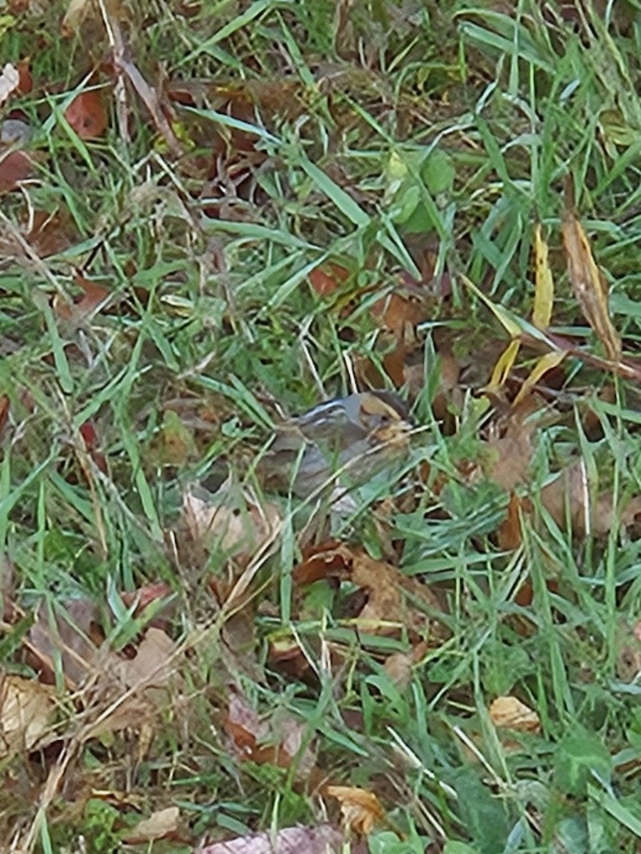 Nelson's Sparrow - ML643762755