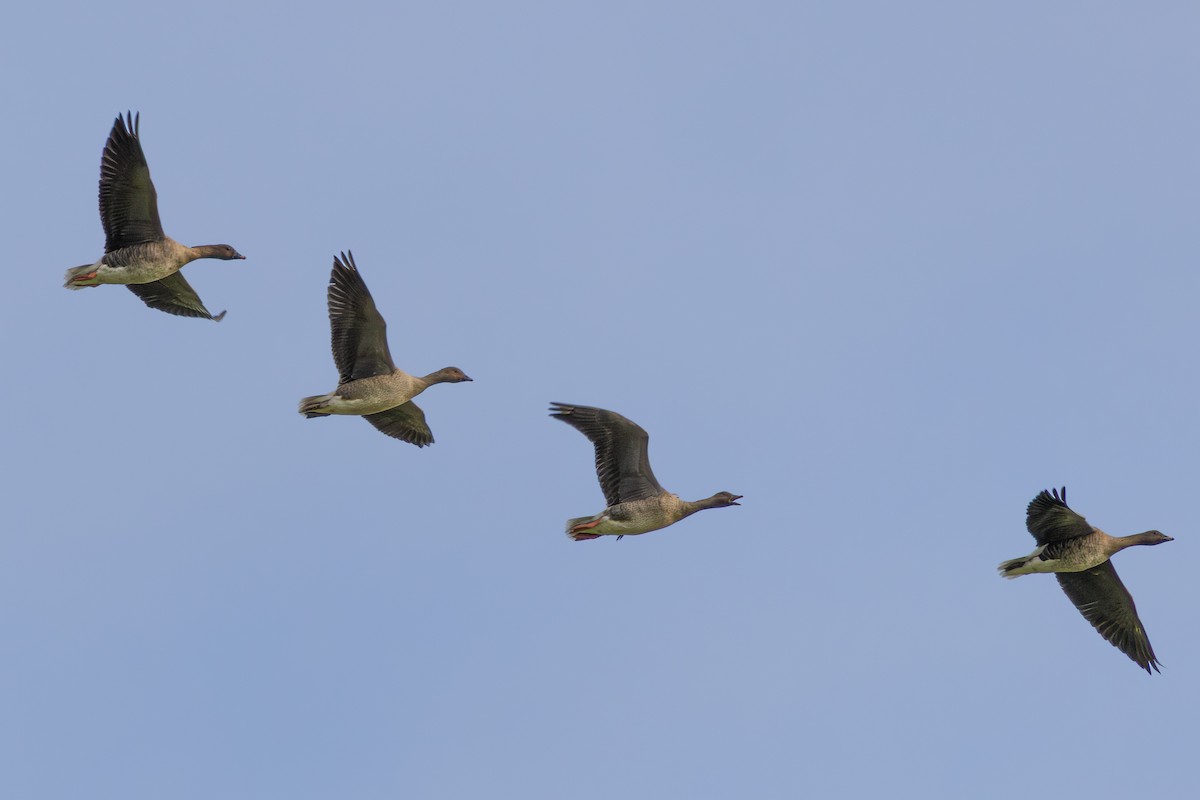 Pink-footed Goose - ML643762756