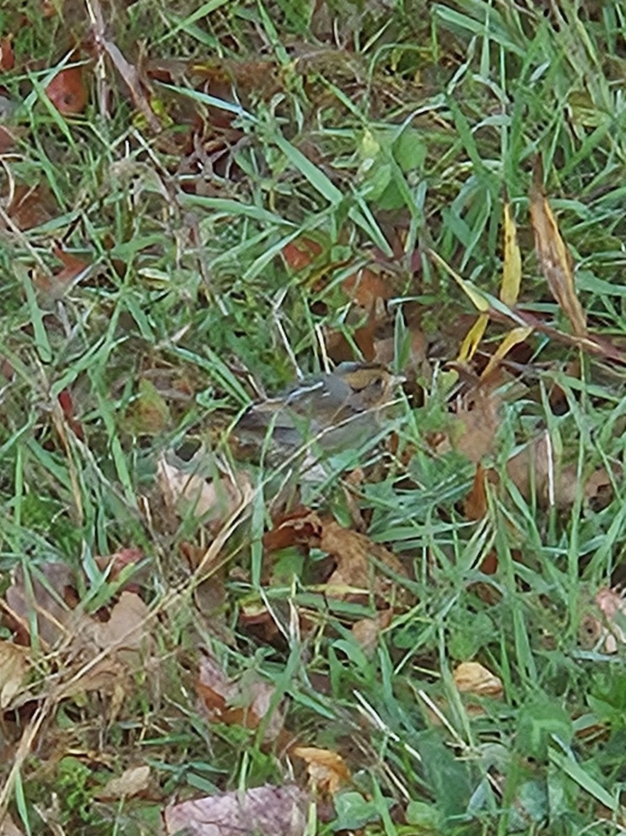 Nelson's Sparrow - ML643762757