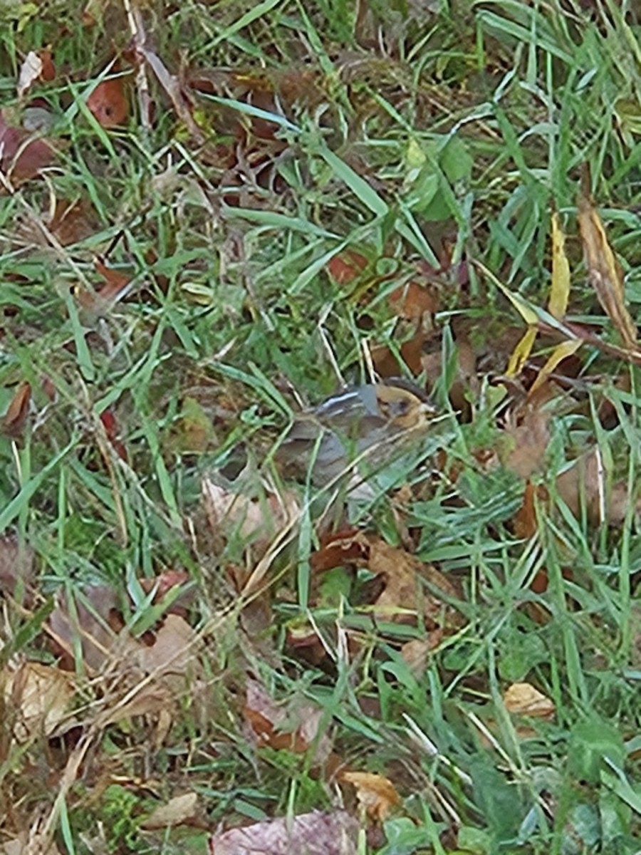 Nelson's Sparrow - ML643762758