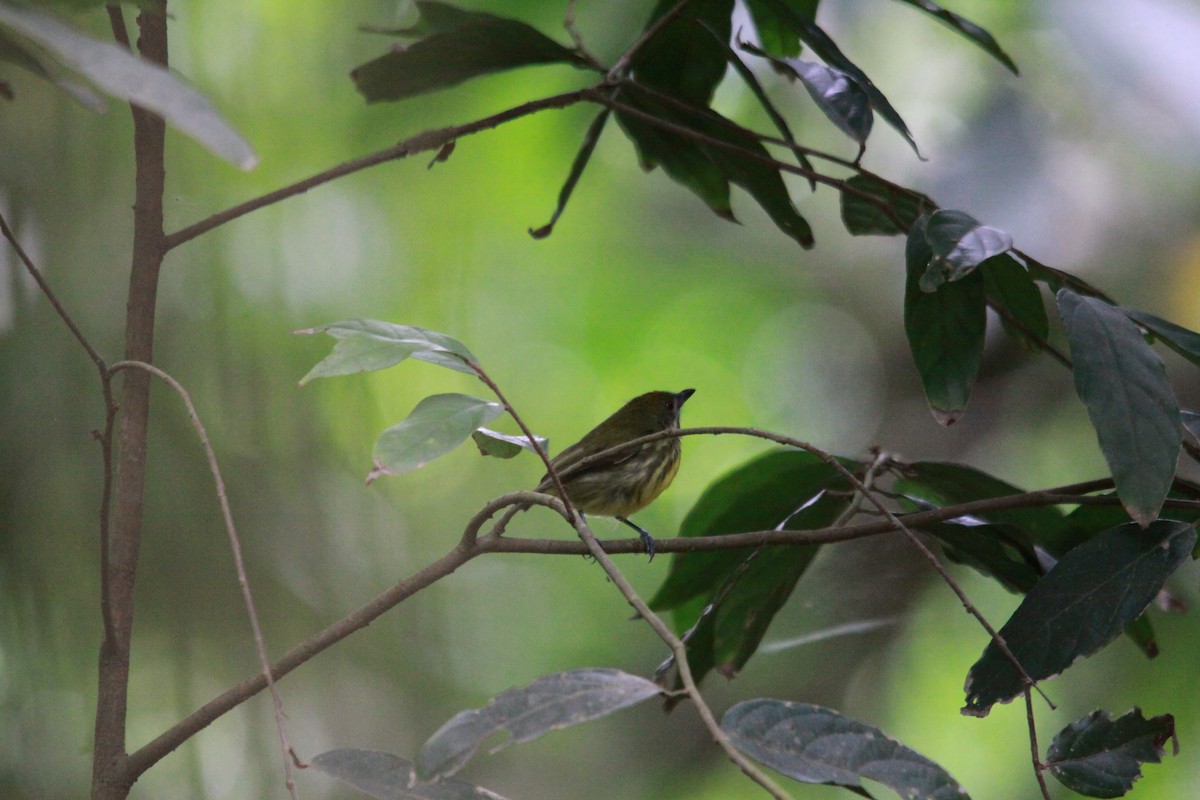 grønnstripeblomsterfugl - ML643762761