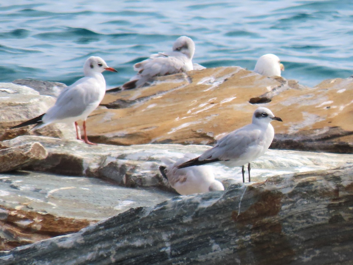 Mediterranean Gull - ML643762766