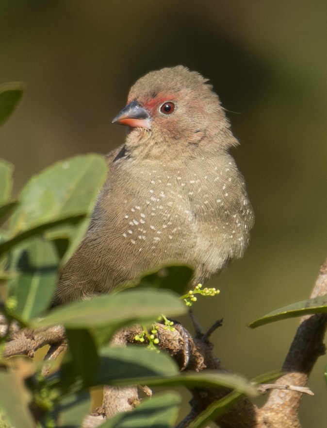 Red-billed Firefinch - ML643762767