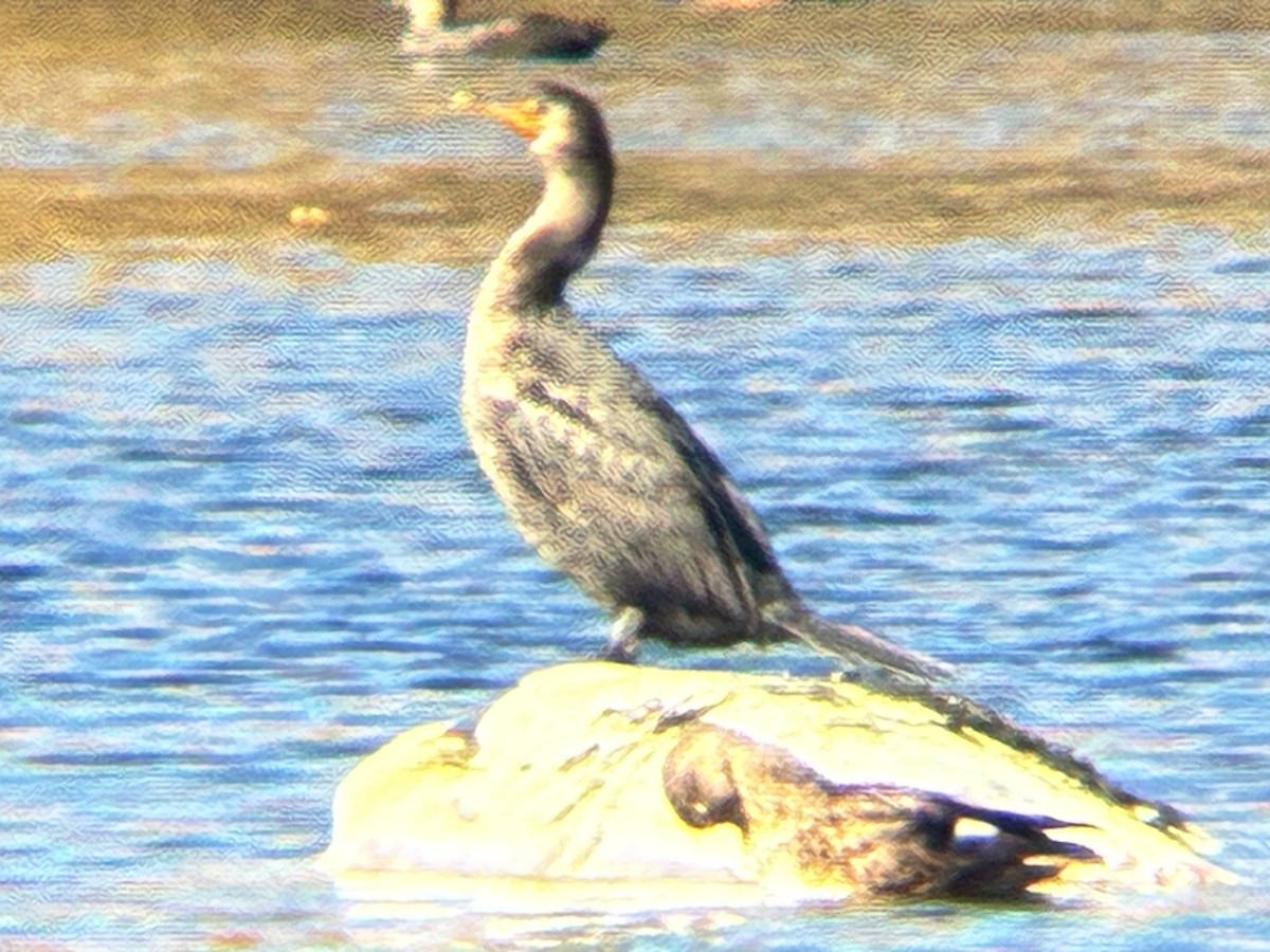 Double-crested Cormorant - ML643762768