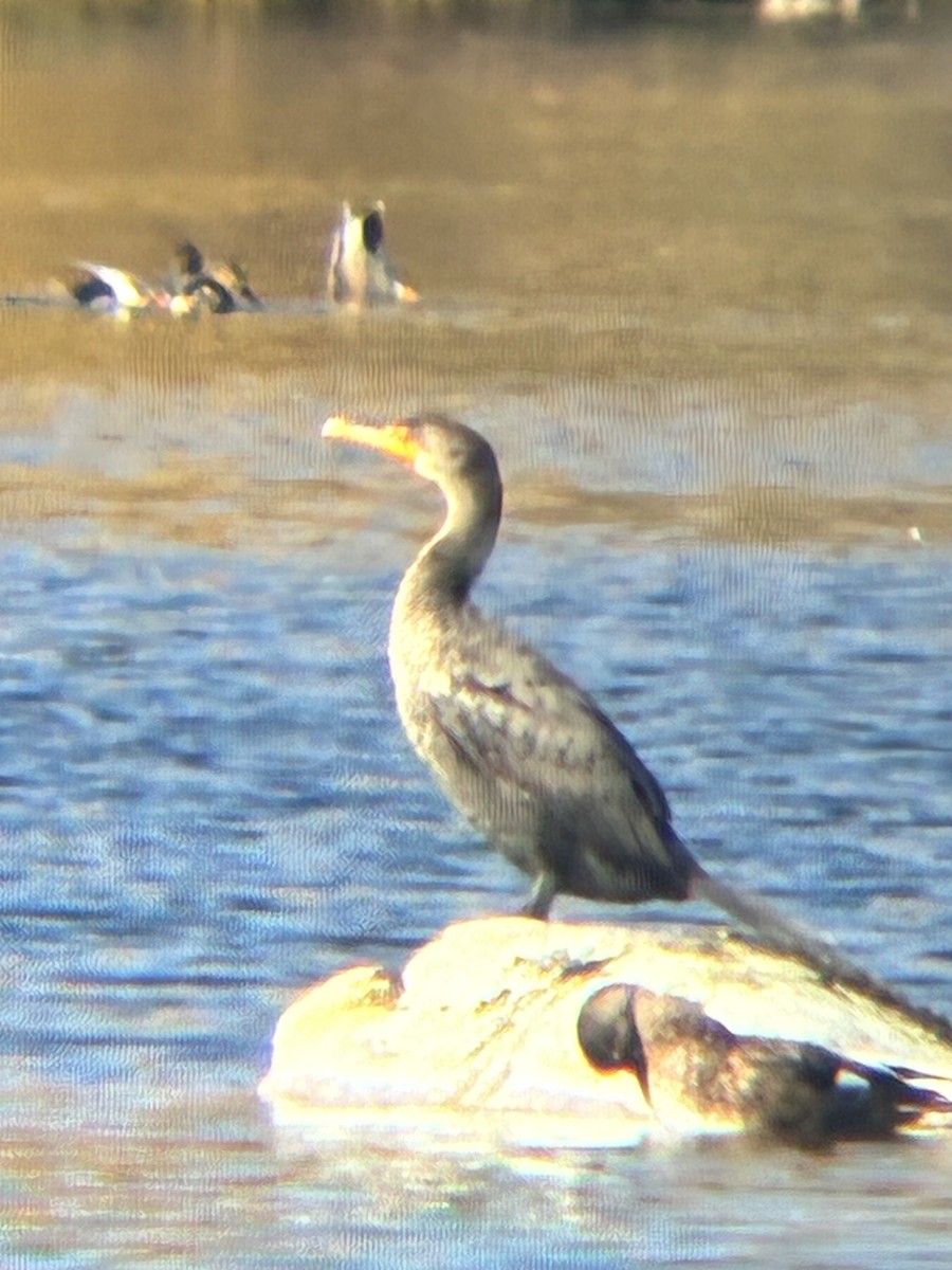 Double-crested Cormorant - ML643762769
