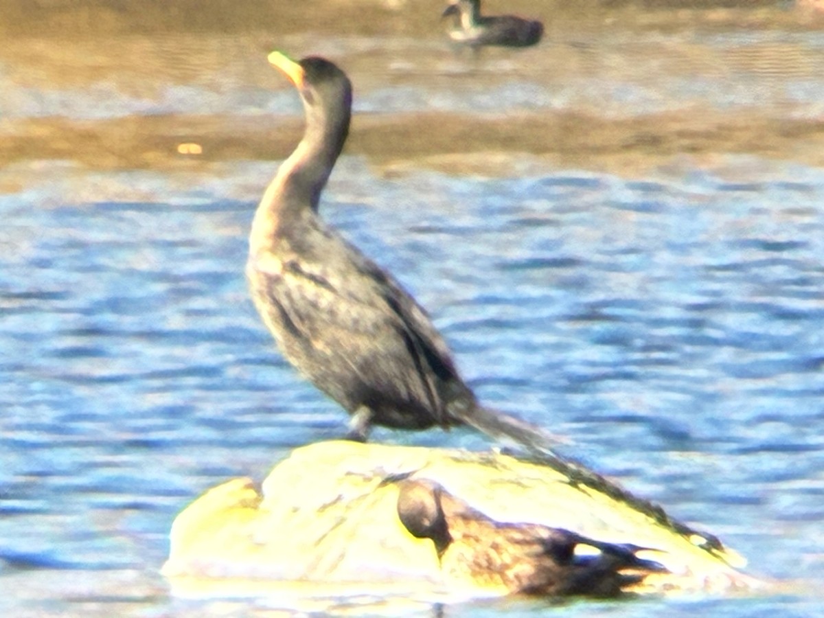 Double-crested Cormorant - ML643762770
