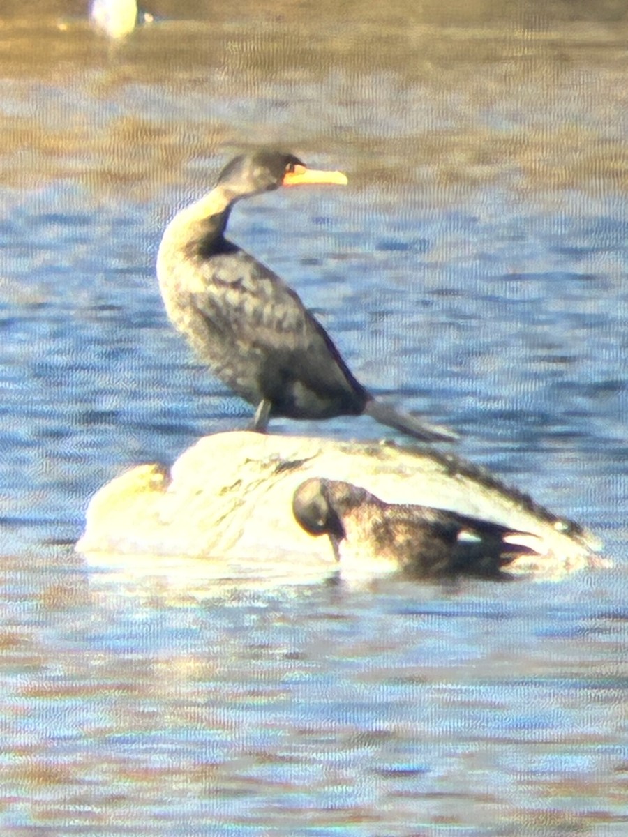 Double-crested Cormorant - ML643762771