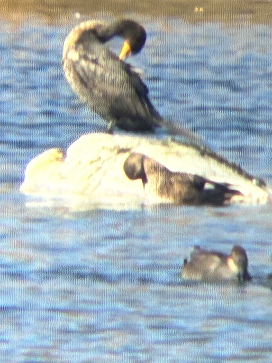 Double-crested Cormorant - ML643762772