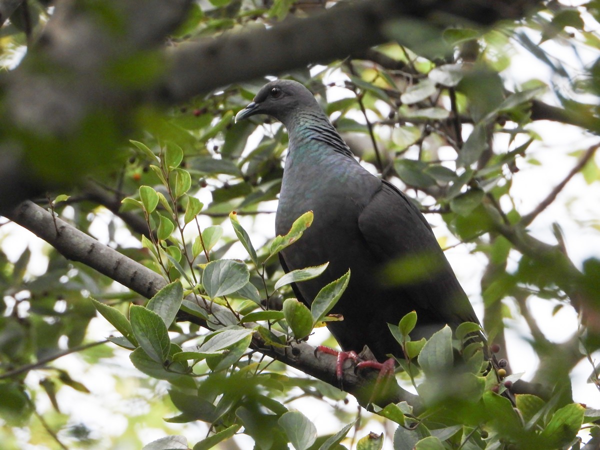 Black Wood-Pigeon - ML643762776