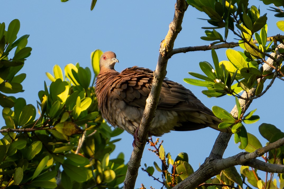 Pale-vented Pigeon - ML643762777