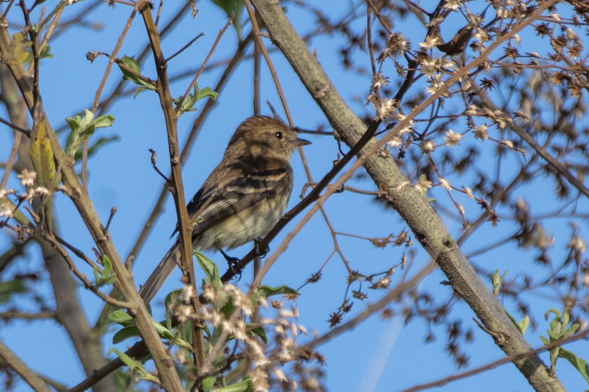 Bran-colored Flycatcher - ML643762783