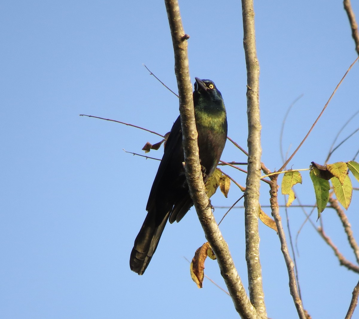 Common Grackle - ML643762794