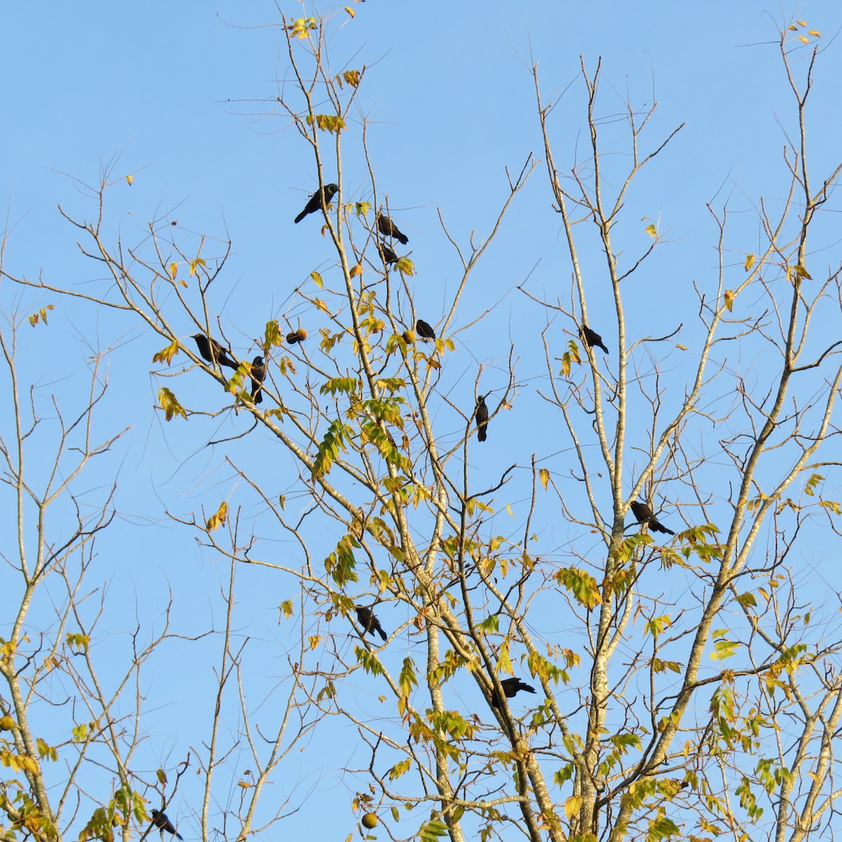 Common Grackle - ML643762795