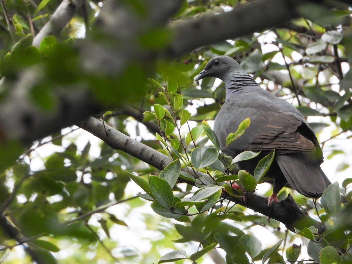 Black Wood-Pigeon - ML643762797