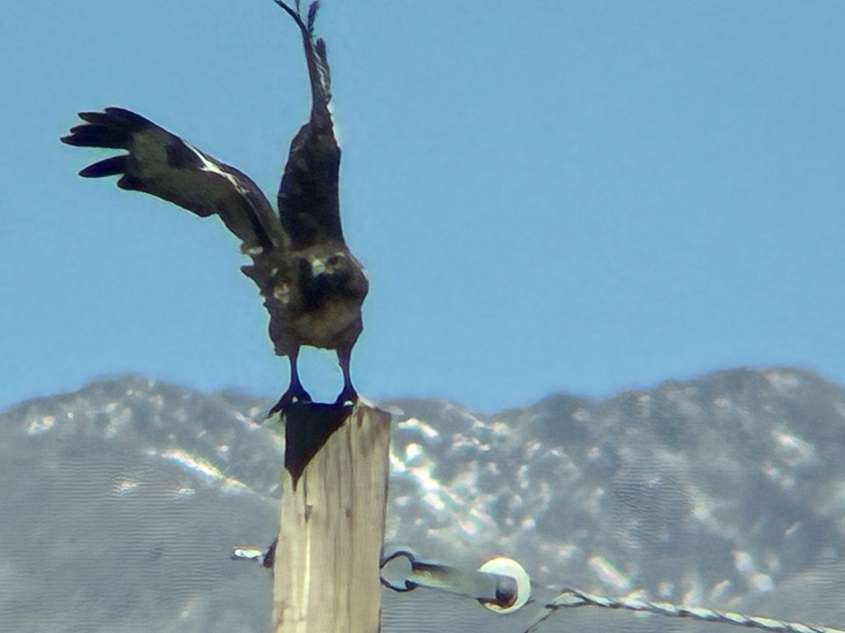 Red-tailed Hawk - ML643762800