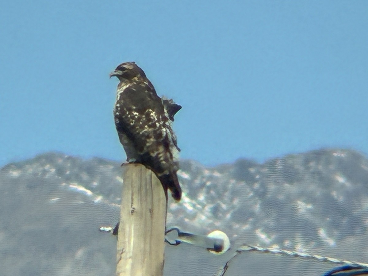 Red-tailed Hawk - ML643762801