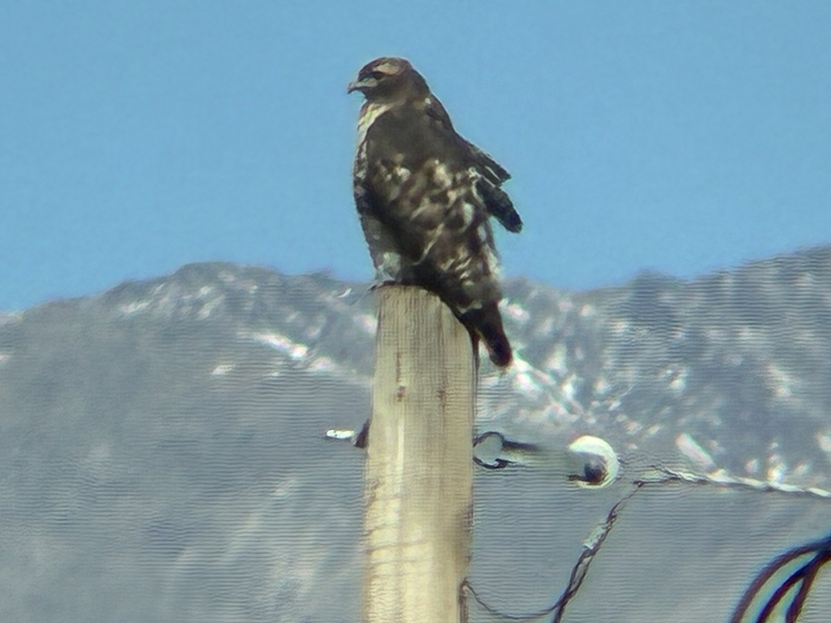 Red-tailed Hawk - ML643762802