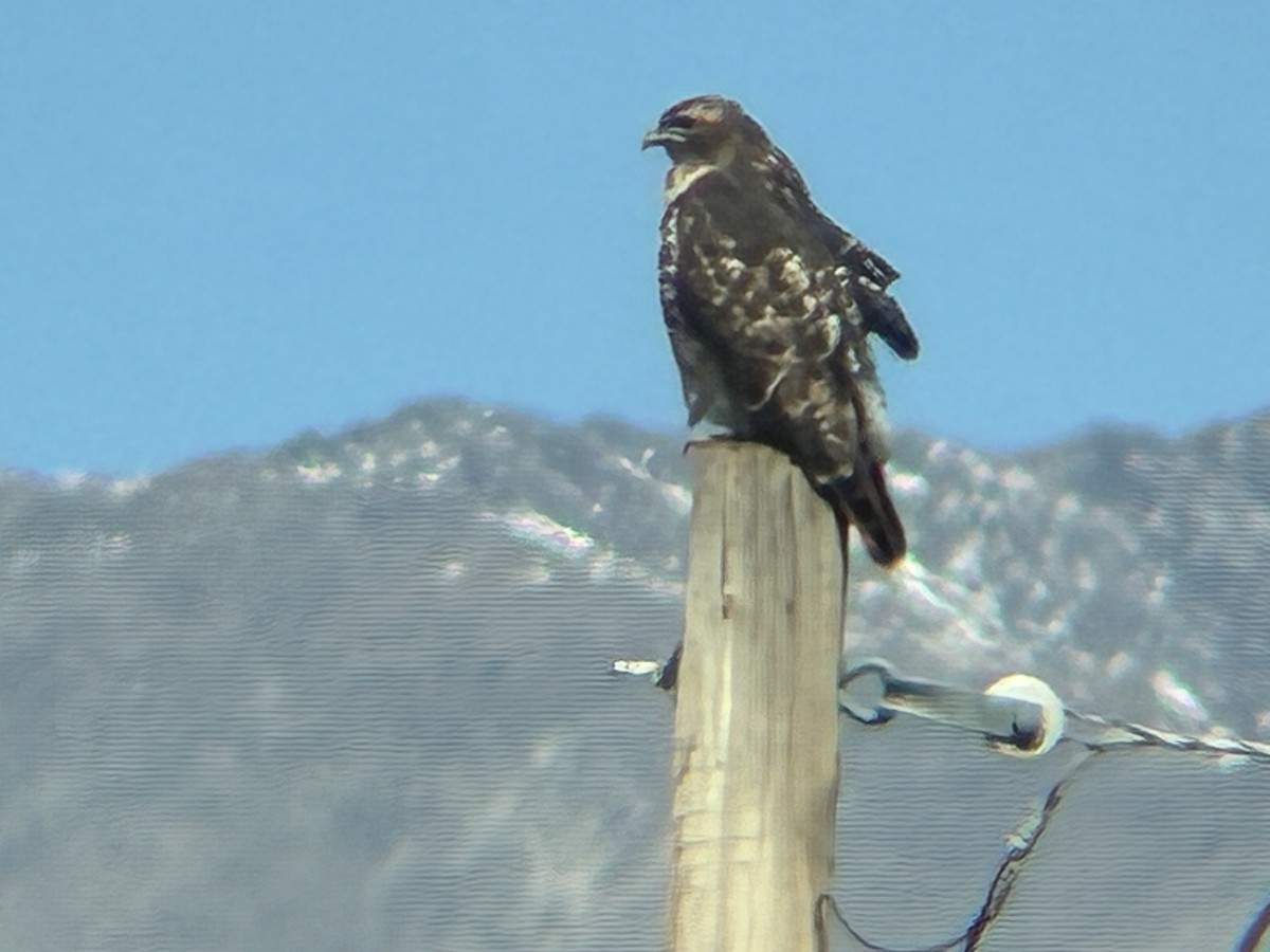 Red-tailed Hawk - ML643762803