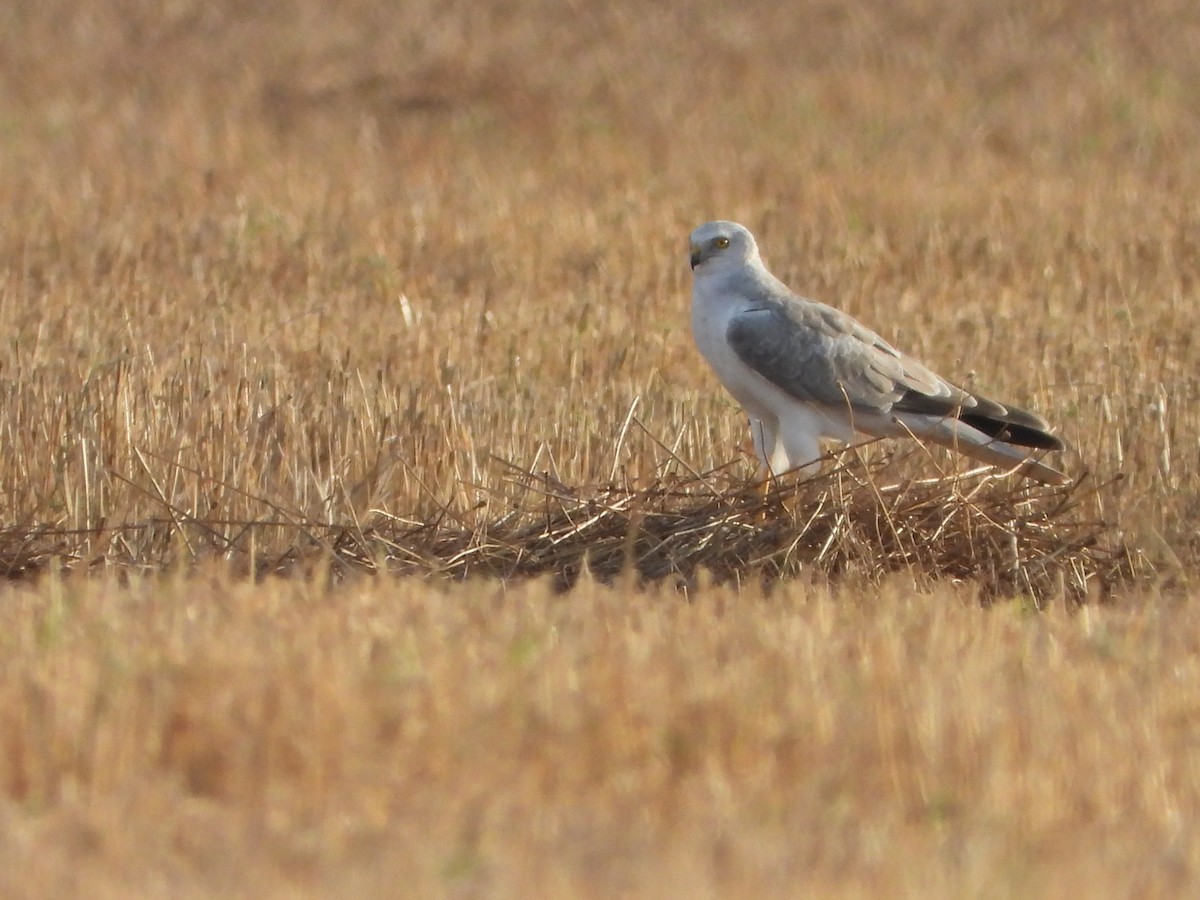 Pallid Harrier - ML643762810