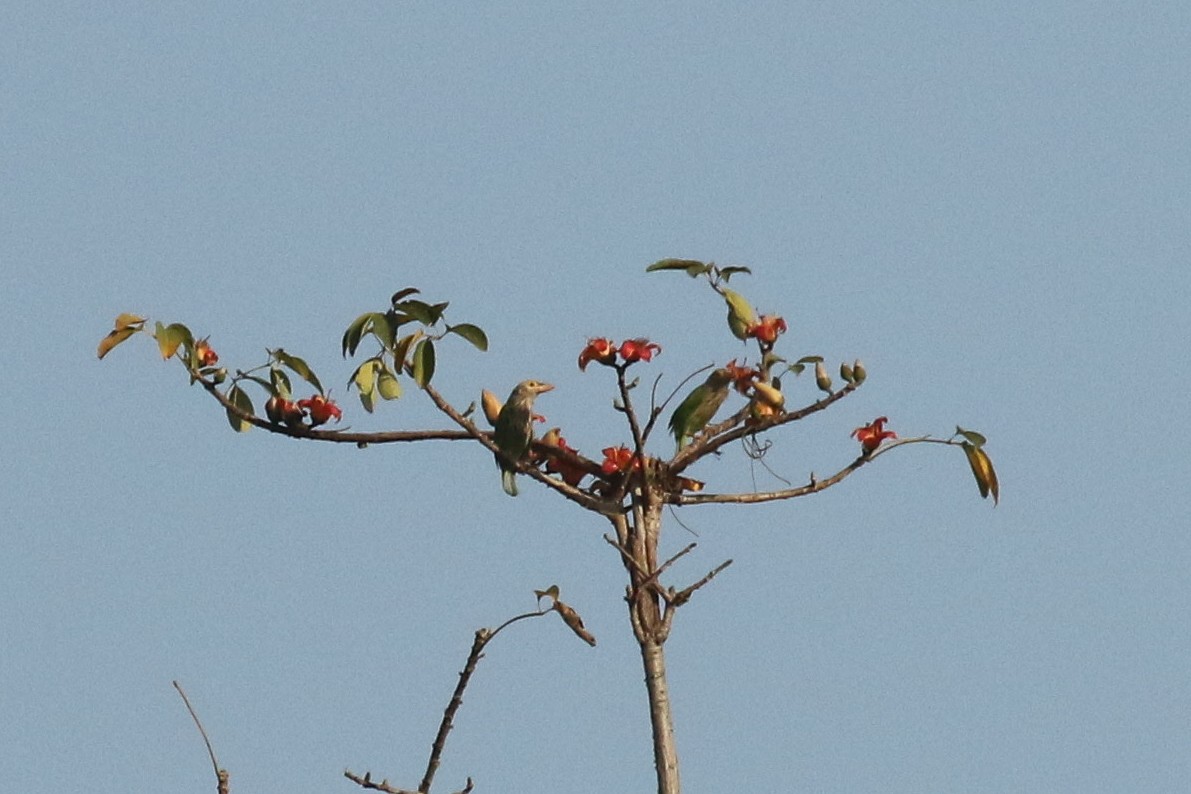 Lineated Barbet - ML643762814