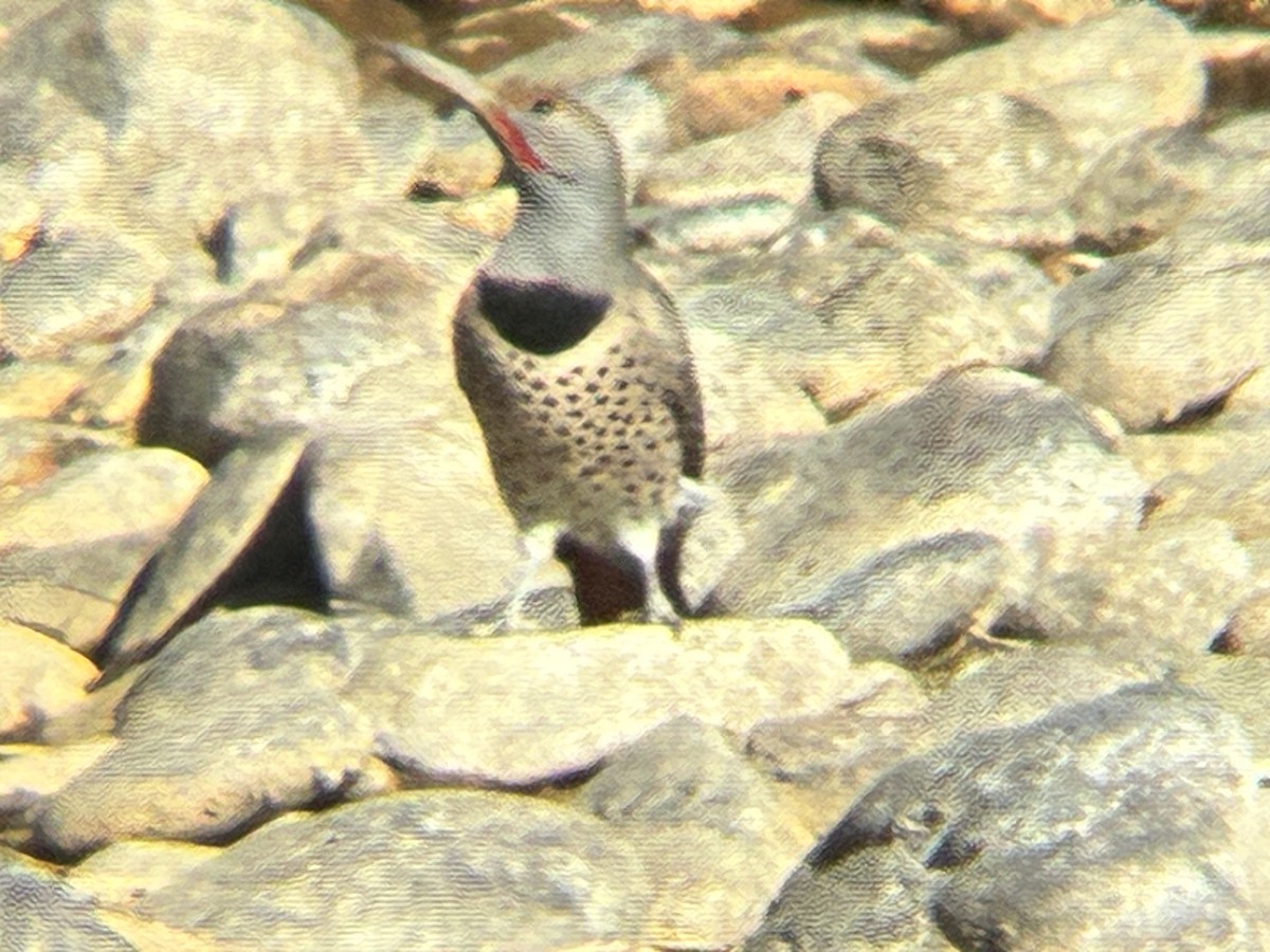 Northern Flicker - ML643762823