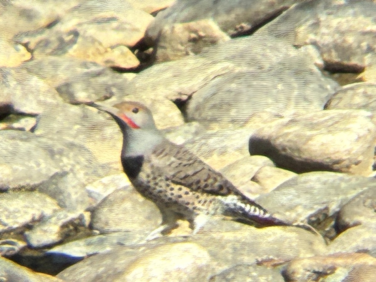 Northern Flicker - ML643762824