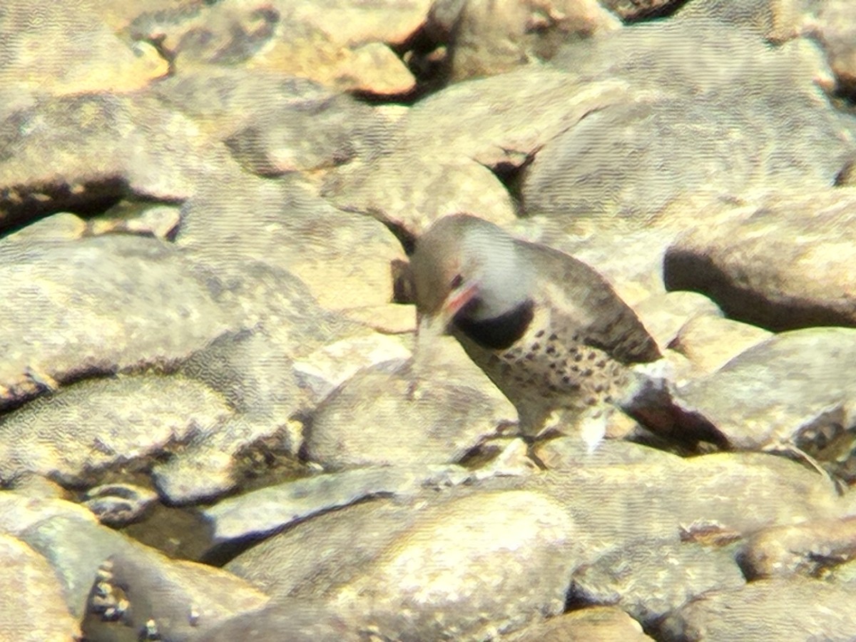 Northern Flicker - ML643762825