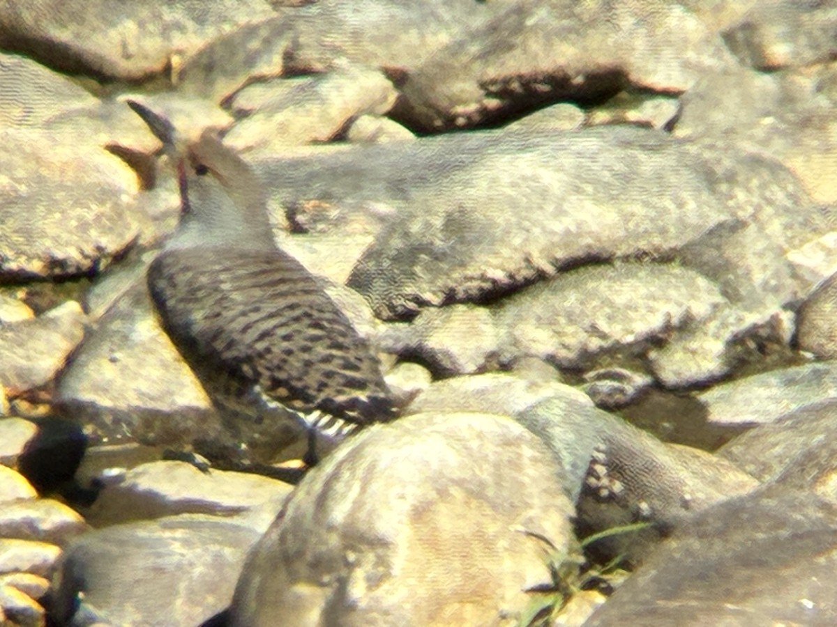 Northern Flicker - ML643762826