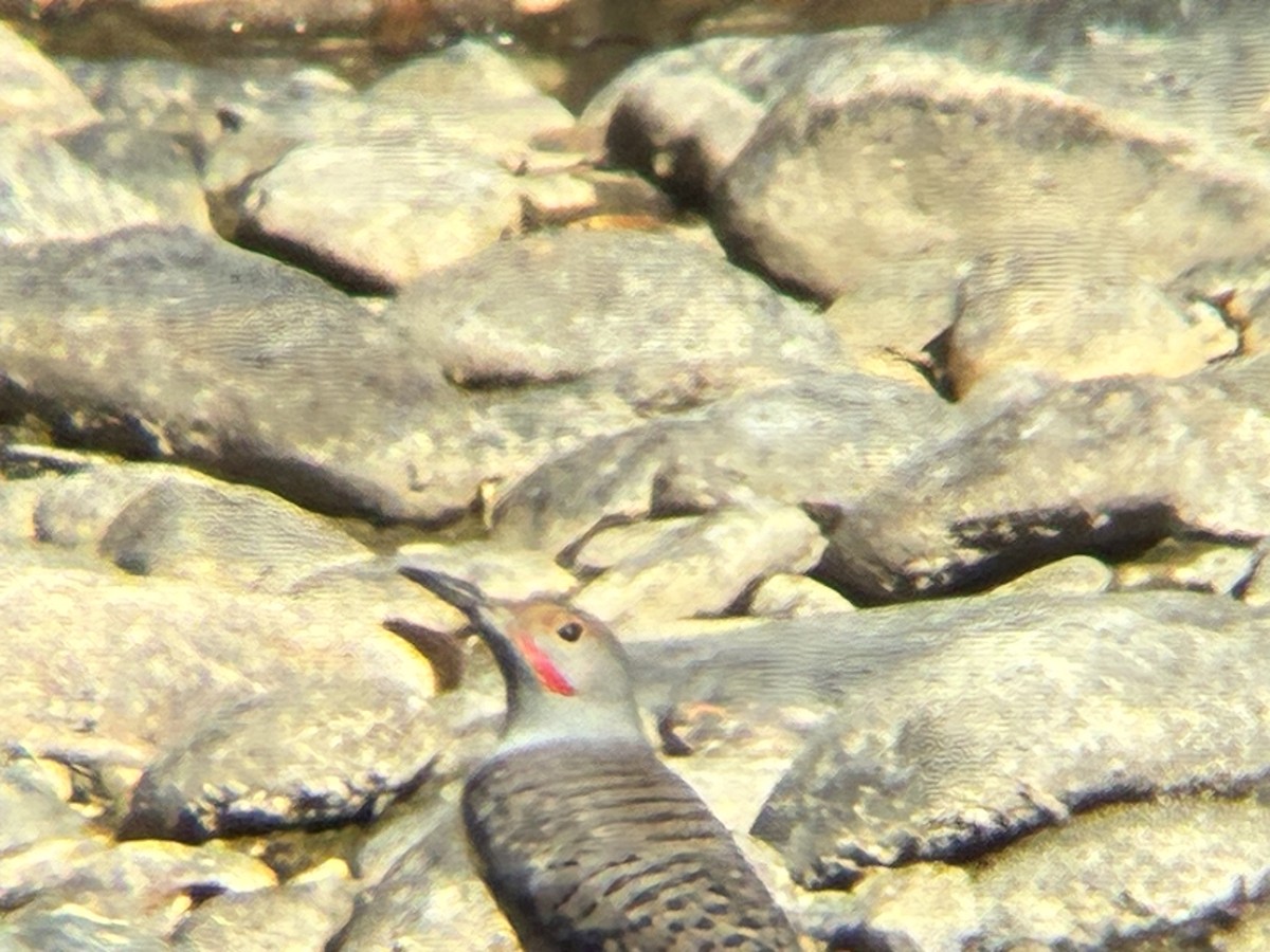 Northern Flicker - ML643762827
