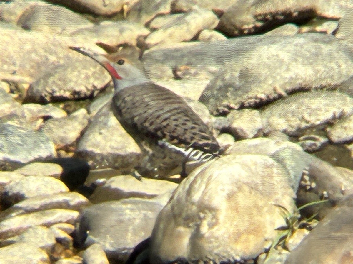 Northern Flicker - ML643762828