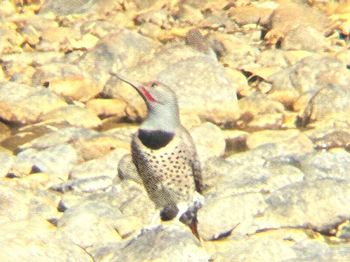 Northern Flicker - ML643762829