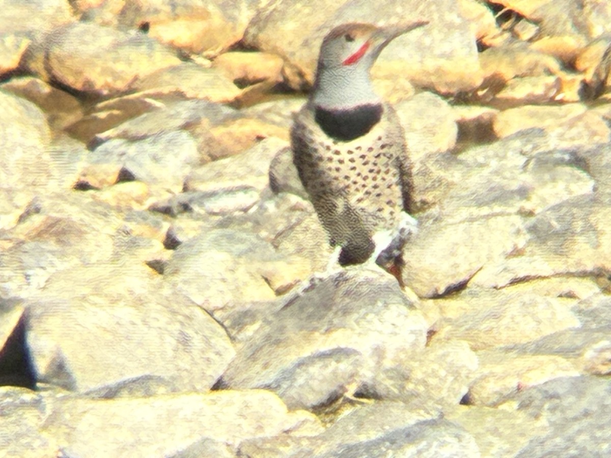 Northern Flicker - ML643762831