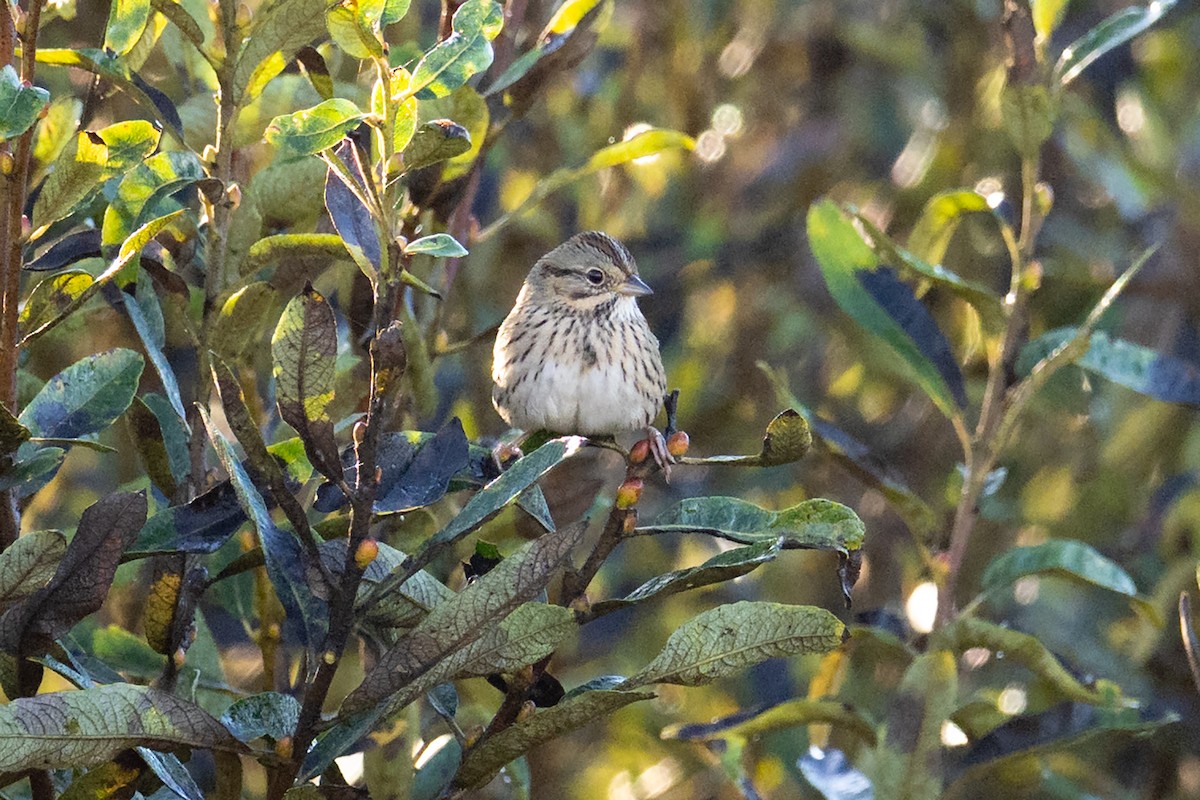 Lincoln's Sparrow - ML643762832