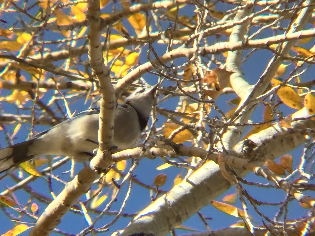 Blue Jay - ML643762838