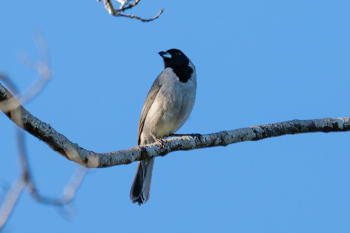 Чернолицая танагра - ML643762845