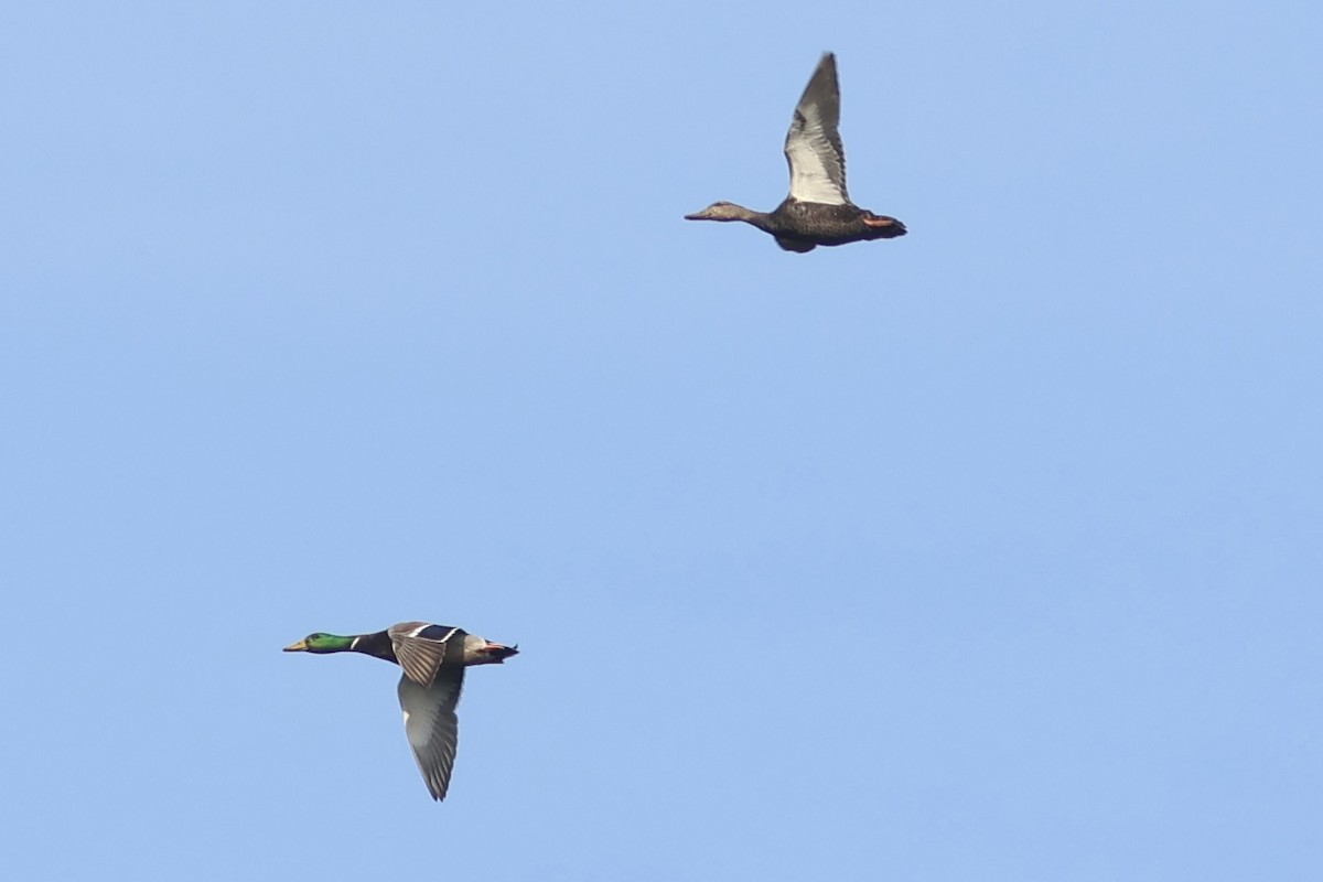 アメリカガモ - ML643762847