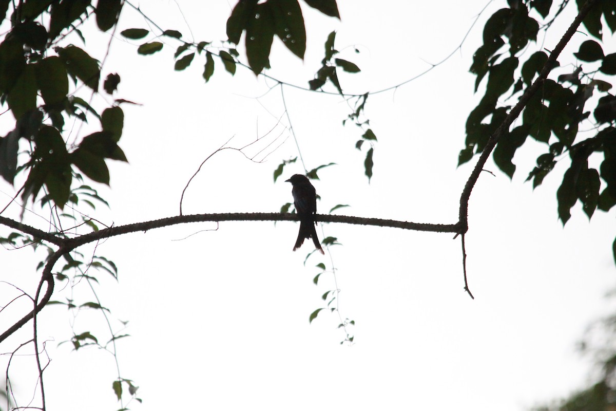 svartdrongo - ML643762848