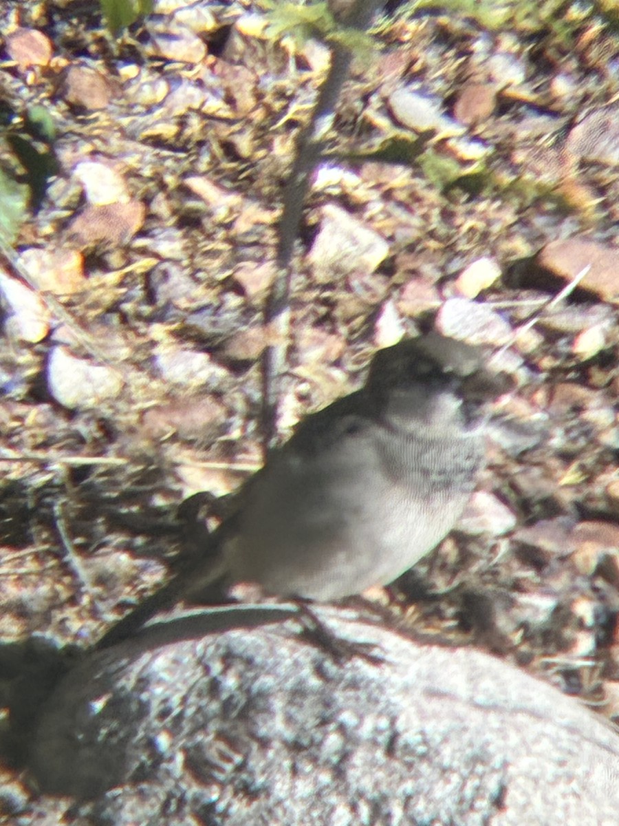 House Sparrow - ML643762851