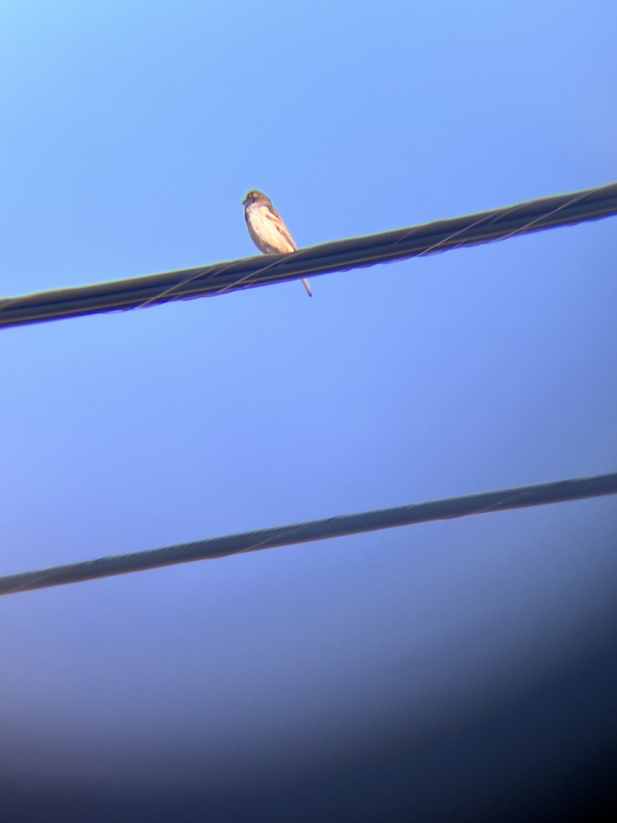 House Sparrow - ML643762852