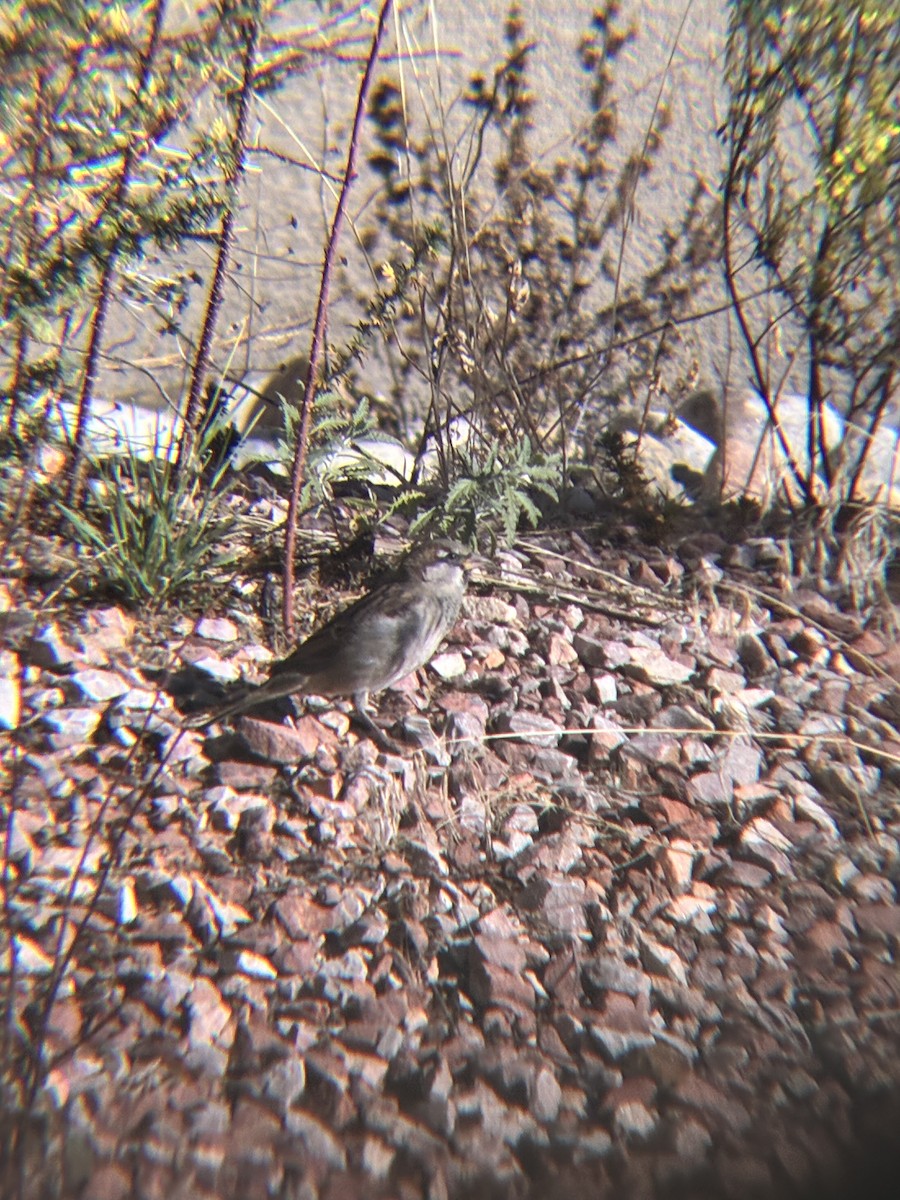 House Sparrow - ML643762853