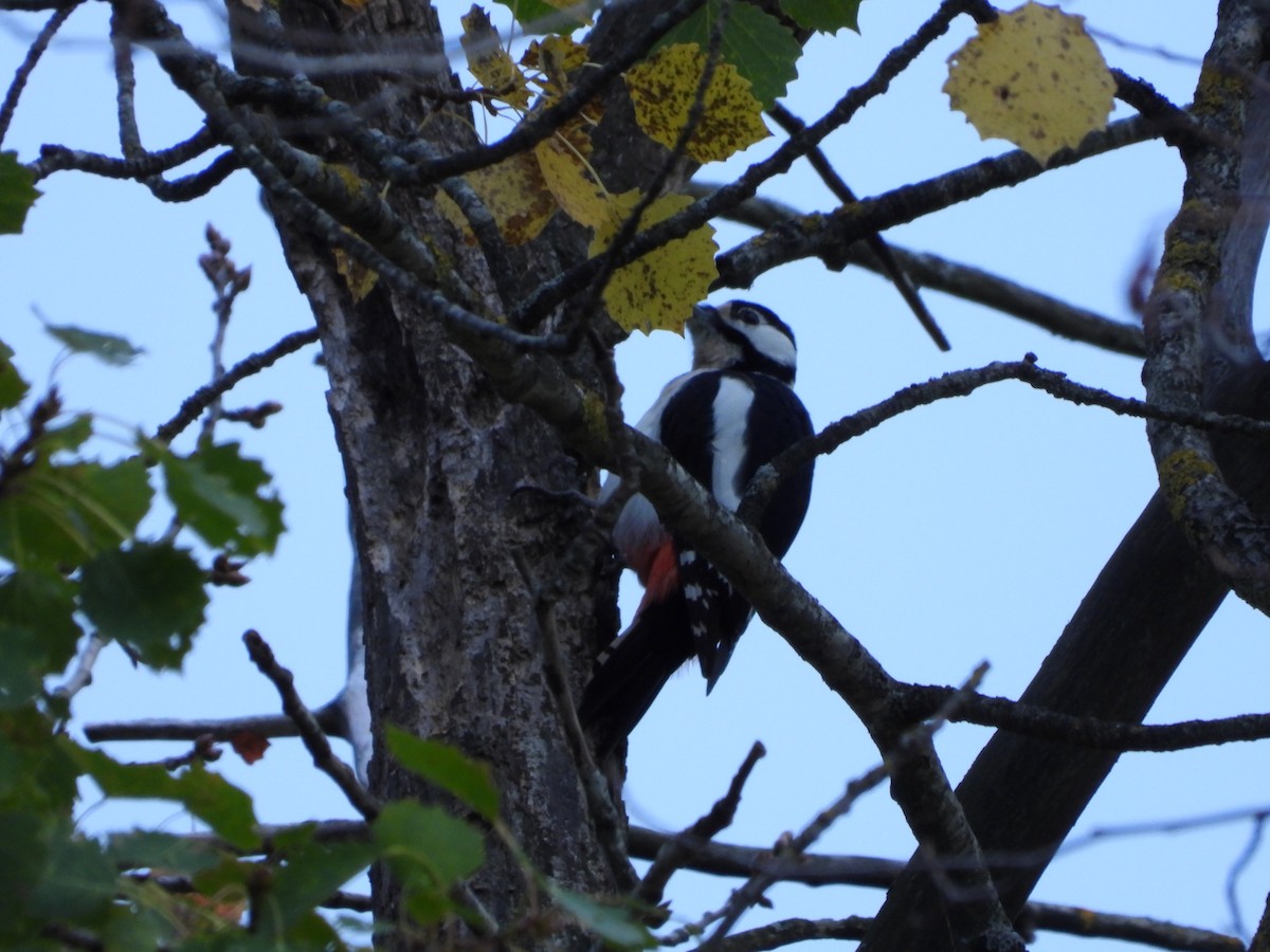 Great Spotted Woodpecker - ML643762862